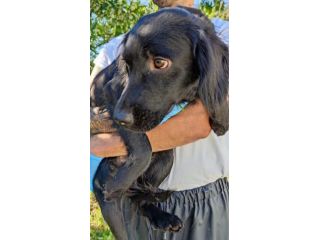 Leo giovane cagnolino taglia medio piccola 12,14 kg