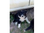 Cuccioli Border Collie