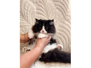 Gattino Persiano Bicolore