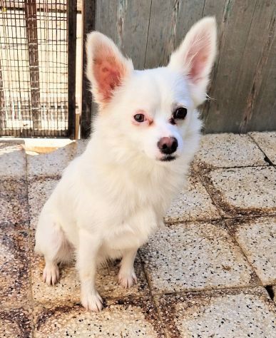RYO,TAGLIA MEDIO-PICCOLA,CERCA CASA! - Foto 4