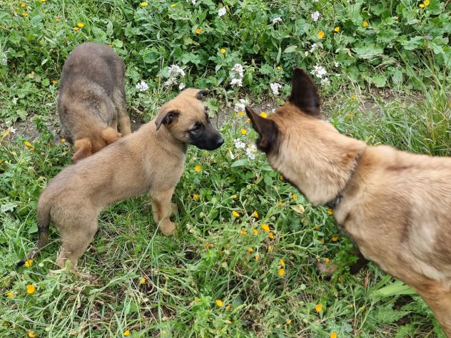 Cuccioli Pastore Belga Malinois Taranto e province Bari Lecce Brindisi Foggia - Foto 4