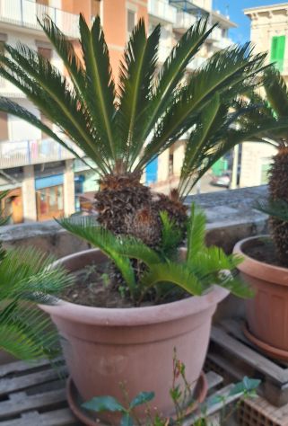 Cycas affare