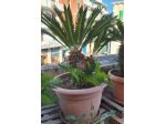 Cycas affare