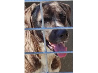 CANE IN ADOZIONE: ZENO