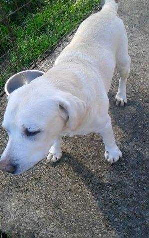 Labrador puro senior - Foto 3