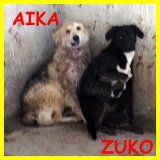 CAGNOLINI TERRORIZZATI SOLI IN CANILE CERCANO CASA - Foto 2