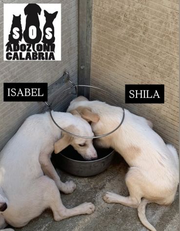 CUCCIOLI IN ADOZIONE - Foto 9