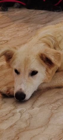 Egidia cucciola - Foto 2