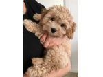MALTIPO - MALTIPOO CUCCIOLI ALBICOCCA  - pagamento a rate