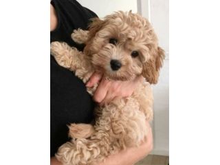 MALTIPO - MALTIPOO CUCCIOLI ALBICOCCA - pagamento a rate