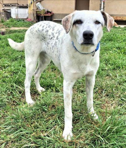 Blues 1 anno taglia media grande - Foto 2