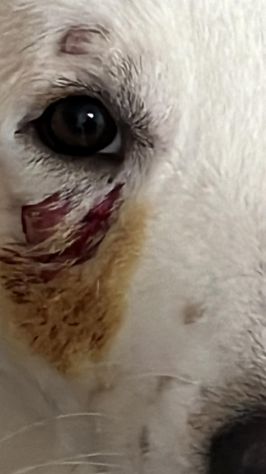 Rocco 2anni bellissimo SOS SICILIA - Foto 3