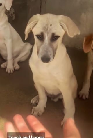SAVERIO CUCCIOLO IN ADOZIONE - Foto 5