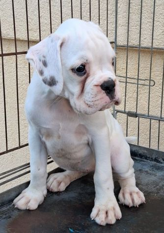boxer cuccioli - Foto 2