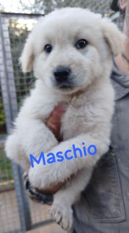 CUCCIOLI IN CANILE Hanno 3 mesi, taglia media. - Foto 3