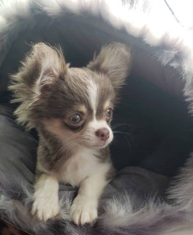 CUCCIOLI DI CHIHUAHUA DISPONIBILI - Foto 3