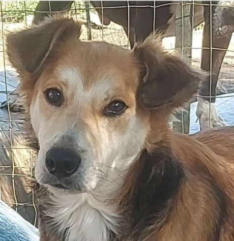 Merlino 7anni 10/12kg diamogli un futuro..rischia il canile.PALERMO