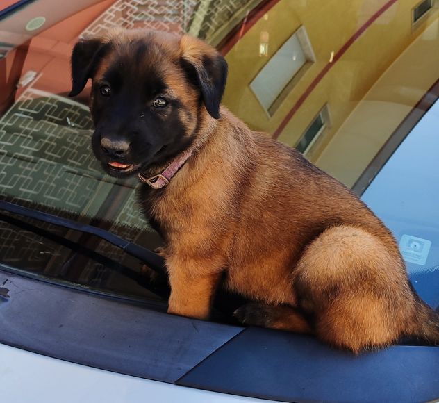 Cuccioli di Pastore Belga Malinois con pedigree - Foto 5