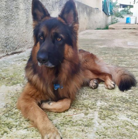 Pastore Tedesco 7 anni cerca casa - Foto 5