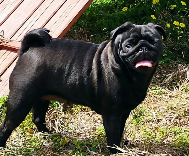 Cuccioli di carlino con pedigree - da 1800€ a 2200€ - Foto 3