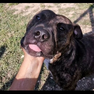 ZAZA'  straordinario dolce simpaticone cane in adozione - Foto 4