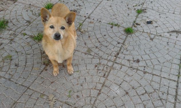 LUNA, dolce e timida cagnolina - Foto 2