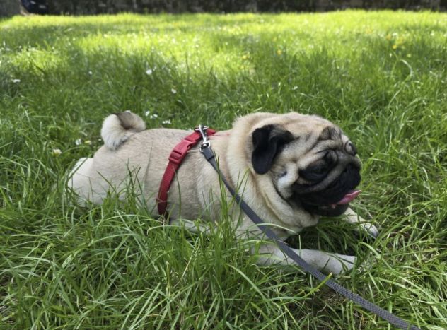 Cuccioli di carlino con pedigree - da 1800€ a 2200€ - Foto 2