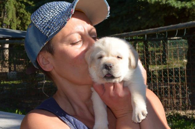 Cucciolo Labrador con Pedigree - Allevamento Labrador EXPO - Foto 8