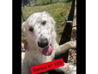 GERICO UNA MERAVIGLIA IN GABBIA CANE IN ADOZIONE