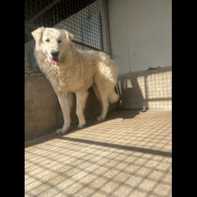 OWELL alla ricerca della libertà, CANE IN ADOZIONE - Foto 6