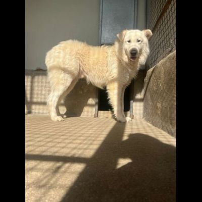 OWELL alla ricerca della libertà, CANE IN ADOZIONE - Foto 2