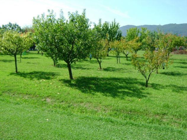 Villa in vendita a Ameglia 700 mq Rif: 1300408 - Foto 10