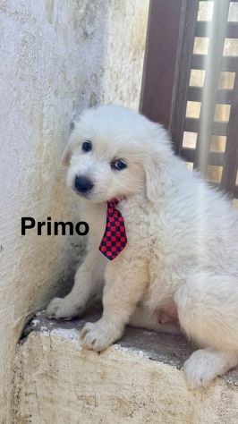 Cuccioli di maremmano - Foto 5