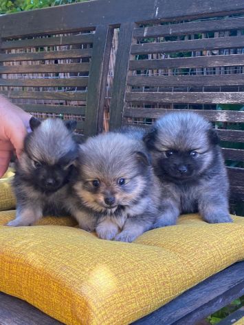 Spiz tedeschi - Foto 3