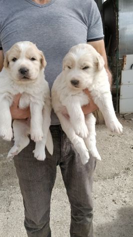 Regalo Cuccioli Pastore Maremmano