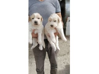 Regalo Cuccioli Pastore Maremmano