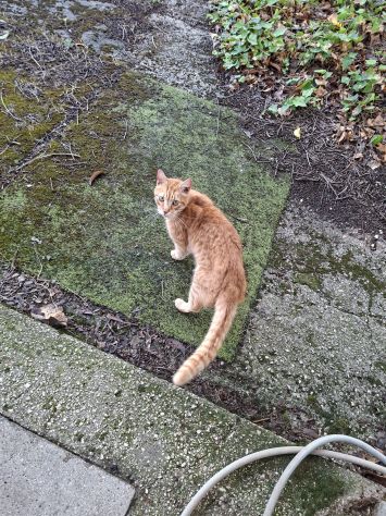 Gatte randagie in adozione - Foto 4