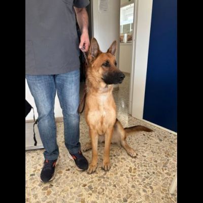 LUNA splendida PT, cane in adozione - Foto 4