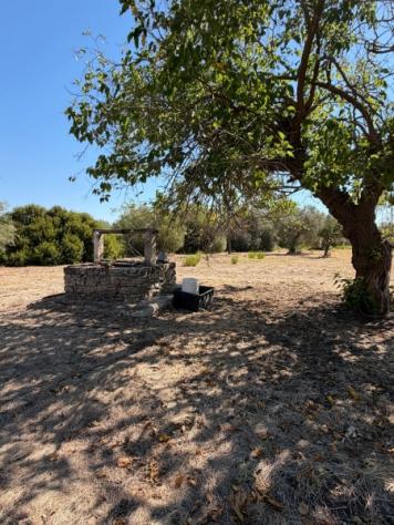 Uliveto di mq 10.000 con rudere in contrada Muraglia Mele - Foto 8