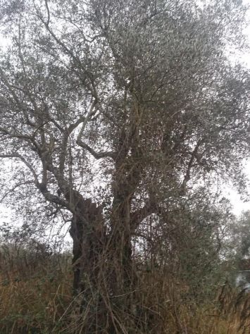 Piante di ulive secolari - Foto 2