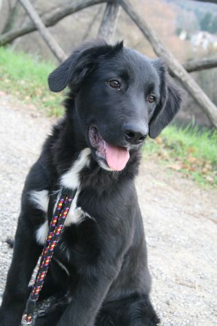 FILIPPO, bellissimo cucciolone - Foto 3