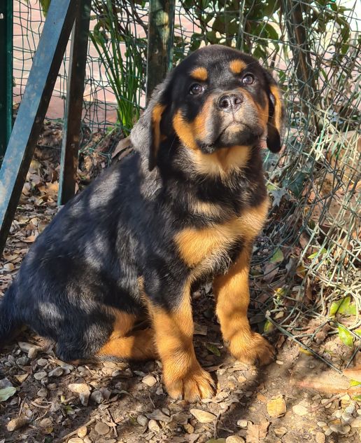 ANNABELLE, dolcissima mix ROTTWEILER! 2 MESI E MEZZO. - Foto 2