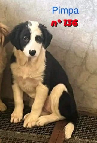 CUCCIOLI IN ADOZIONE - Foto 2