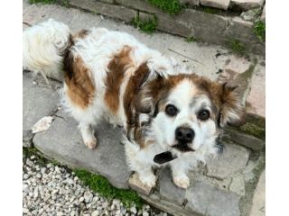 Birillo 4 anni Taglia piccola