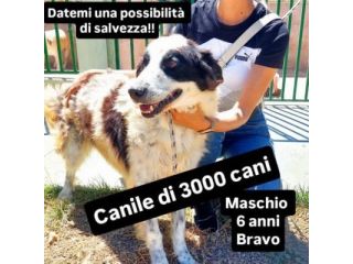 SENZA NOME, SOLO UN NUMERO 380260,  CANE IN ADOZIONE