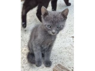 Gattini piccolini