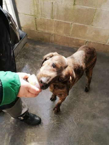RUDY, CAGNOLINO IN ADOZIONE - Foto 7