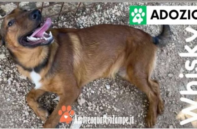 3cucciolotti marroni crescono senza essere notati.GARGANO - Foto 3