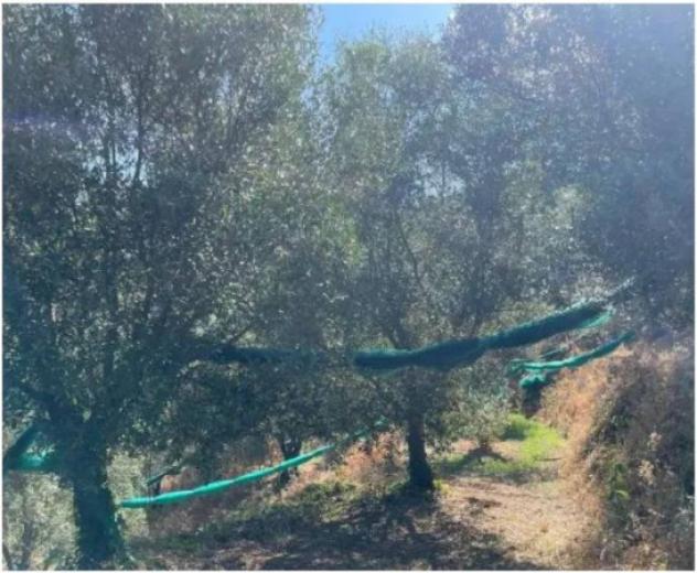 Immobile in asta di 62700 m² in vendita a Galatro - Foto 5
