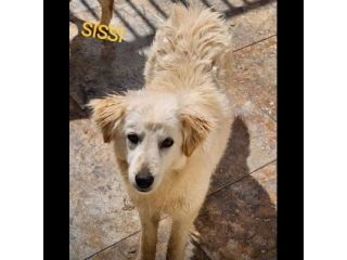 CANILE DI 3.000 CANI I POST SONO LA LORO UNICA POSSIBILITA' DI VISIBILITA'